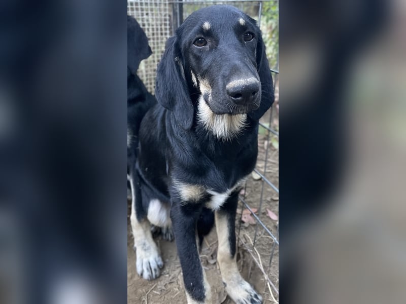 Blueberry, geb. ca. 06/2023, lebt in GRIECHENLAND, auf einer privaten Pflegestelle