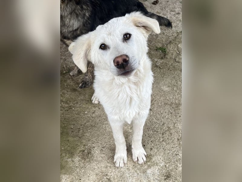 Nuala, geb. ca. 10/2024, lebt in GRIECHENLAND, auf einer privaten Pflegestelle