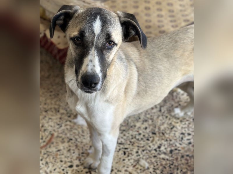 Mia-Melina, geb. ca. 02/2025, lebt in GRIECHENLAND, auf einer privaten Pflegestelle