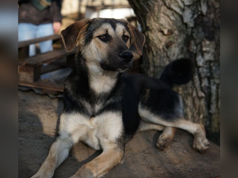 Chita, geb. ca. 05/2024, lebt in GRIECHENLAND, im städt. Tierheim Serres