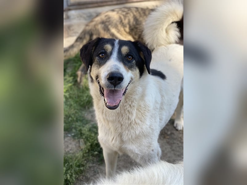 Fanny, geb. ca. 04/2021, lebt in GRIECHENLAND, im städt. Tierheim Serres