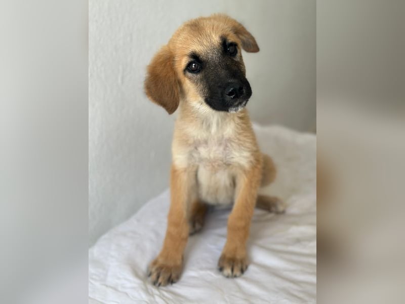 Cindy, geb. ca. 03/2026, lebt in GRIECHENLAND, im städt. Tierheim Serres