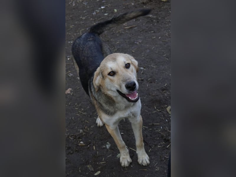 Ciri, geb. ca. 05/2024, lebt in GRIECHENLAND, im städt. Tierheim Serres