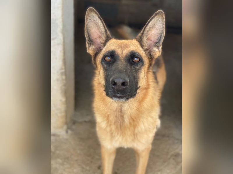 Wilma, geb. ca. 04/2021, lebt in GRIECHENLAND, im städt. Tierheim Serres