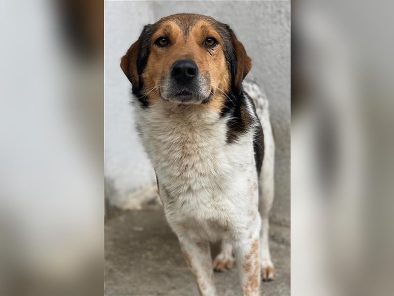 Noah, geb. ca. 10/2020, lebt in GRIECHENLAND, im städt. Tierheim Serres