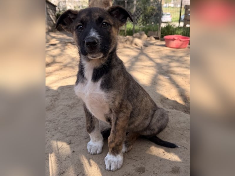 Corbel, geb. ca. 12/25, lebt in GRIECHENLAND, auf einer privaten Pflegestelle