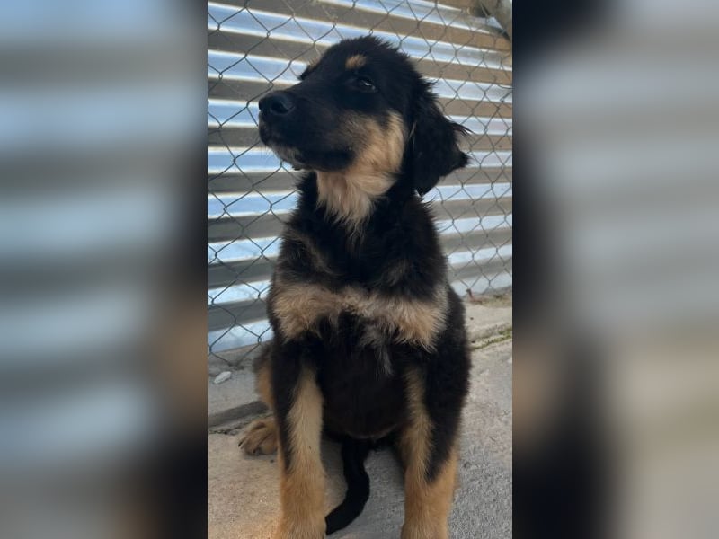 Philea-Noemi, geb. ca. 08/2025, lebt in GRIECHENLAND, im städt. Tierheim Serres