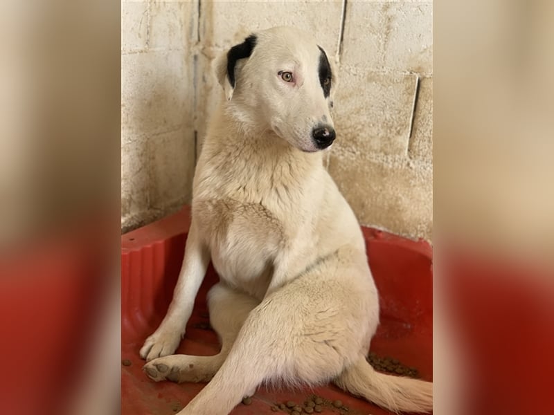 Kiba, geb. ca. 06/2023, lebt in GRIECHENLAND, auf einer privaten Pflegestelle