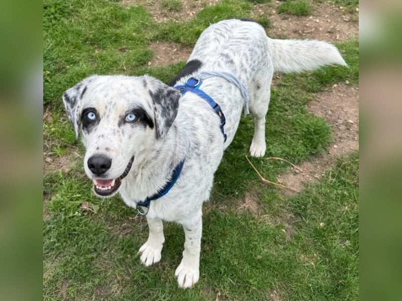 Snow, geb. ca. 06/2023, lebt auf einer Pflegestelle in 47652 Weeze