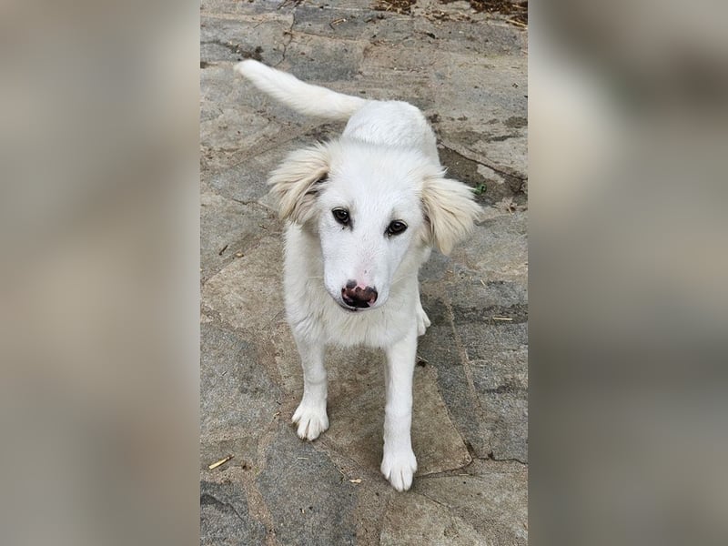 Frauke, geb. ca. 11/2023, lebt in GRIECHENLAND, auf einer privaten Pflegestelle