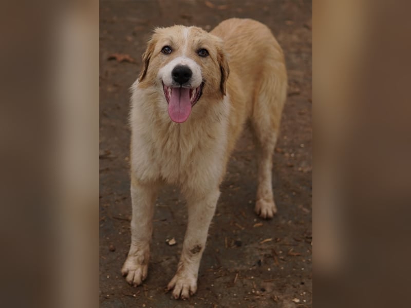 Alrakis, geb. ca. 07/2023, lebt in GRIECHENLAND, auf einer privaten Pflegestelle