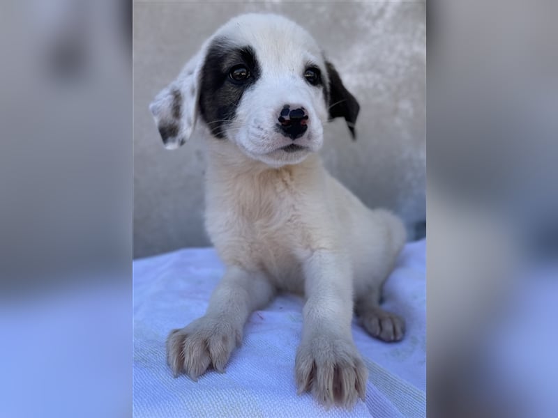 Alain, geb. ca. 06/2023, lebt in GRIECHENLAND, im städt. Tierheim Serres