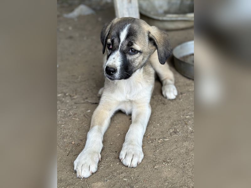 Mia-Melina, geb. ca. 02/2025, lebt in GRIECHENLAND, auf einer privaten Pflegestelle