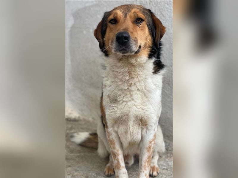 Noah, geb. ca. 10/2020, lebt in GRIECHENLAND, im städt. Tierheim Serres