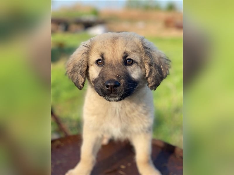 Hermine Granger, geb. ca. 12/2023, lebt in GRIECHENLAND, im städt. Tierheim Serres