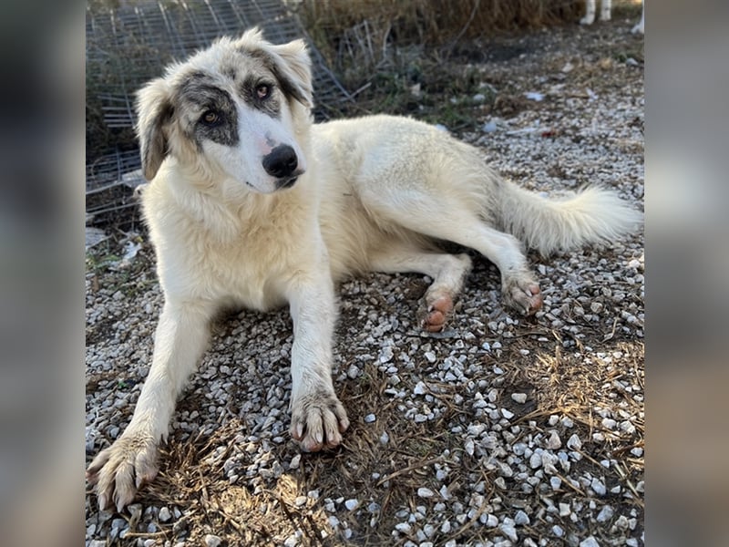 Gerda, geb. ca. 02/2023, lebt in GRIECHENLAND, im städt. Tierheim Serres