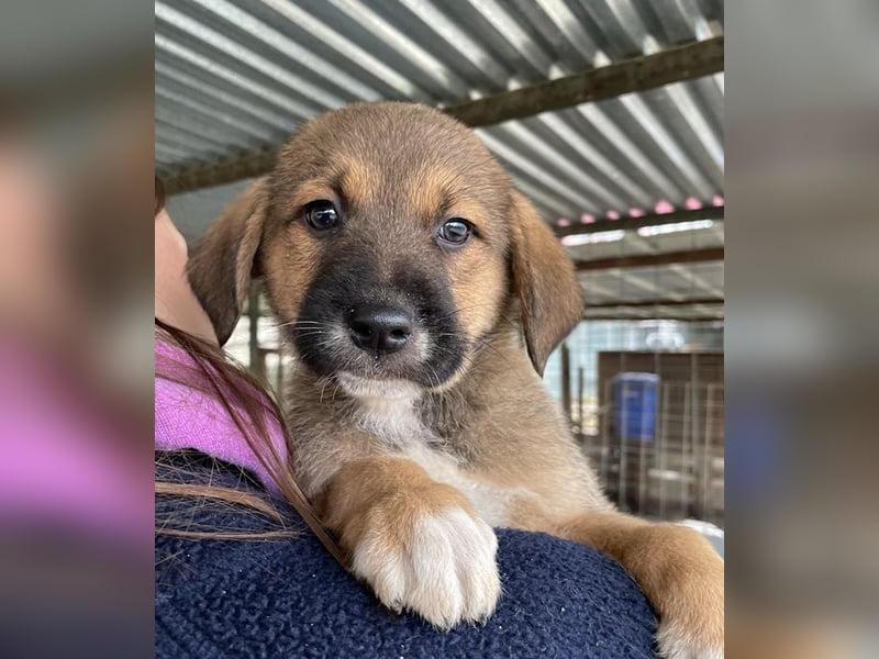 Mucki, geb. ca. 11/2025, lebt in GRIECHENLAND, auf einer privaten Pflegestelle