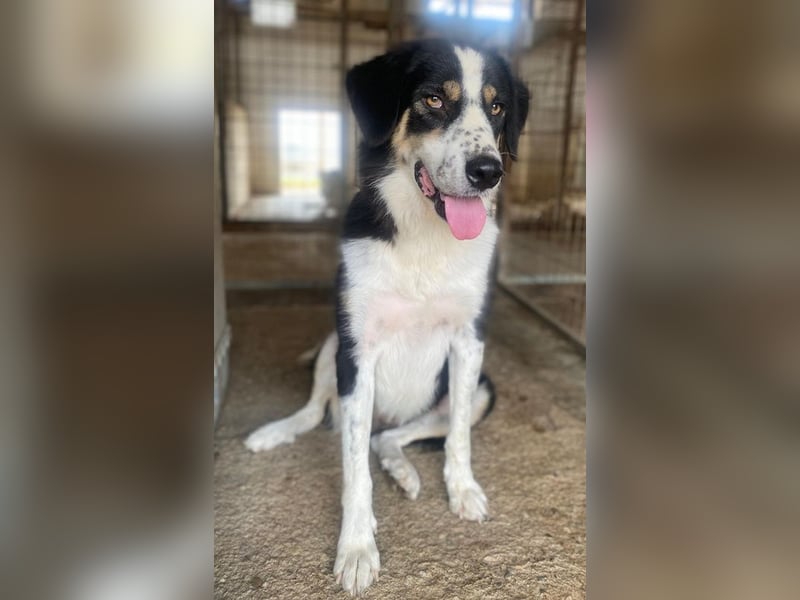 Xanda, geb. ca. 03/2023, lebt in GRIECHENLAND, im städt. Tierheim Serres