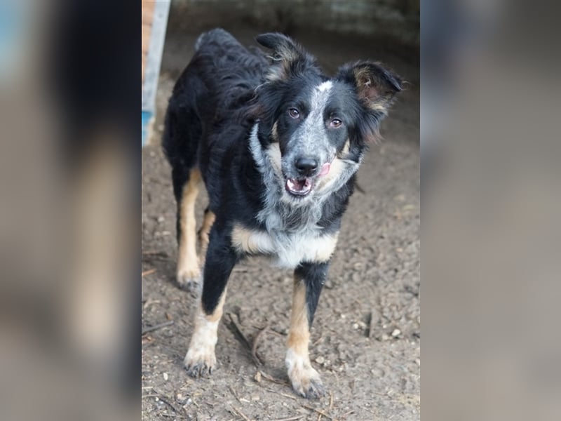 Talom, geb. ca. 03/2022, lebt in GRIECHENLAND, auf einer privaten Pflegestelle