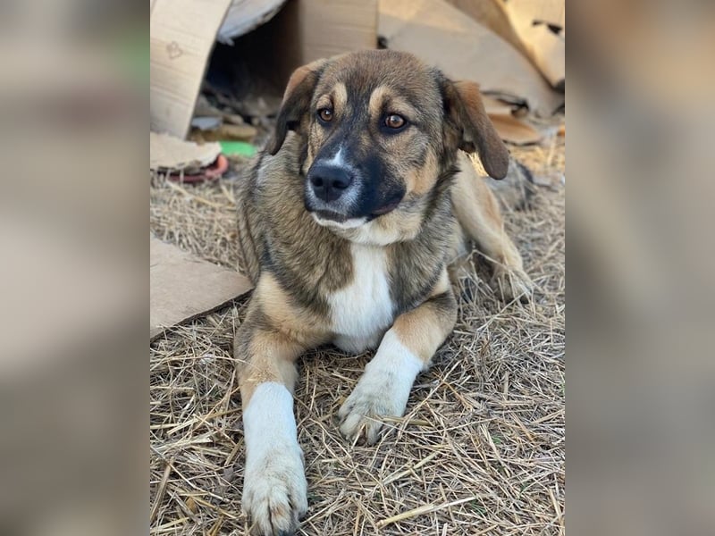 Hami, geb. ca. 09/2024, lebt in GRIECHENLAND, im städt. Tierheim Serres