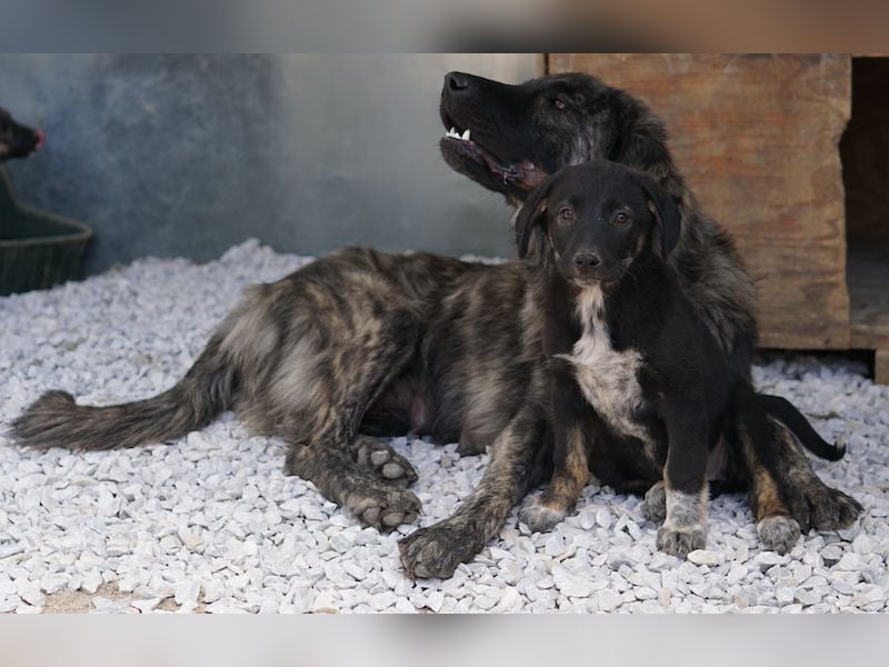 Louisa, geb. ca. 12/2023, lebt in GRIECHENLAND, im städt. Tierheim Serres