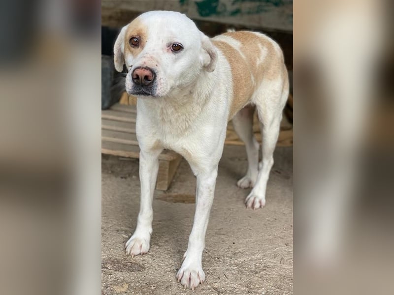 Lono, geb. ca. 06/2020, lebt in GRIECHENLAND, auf einer privaten Pflegestelle