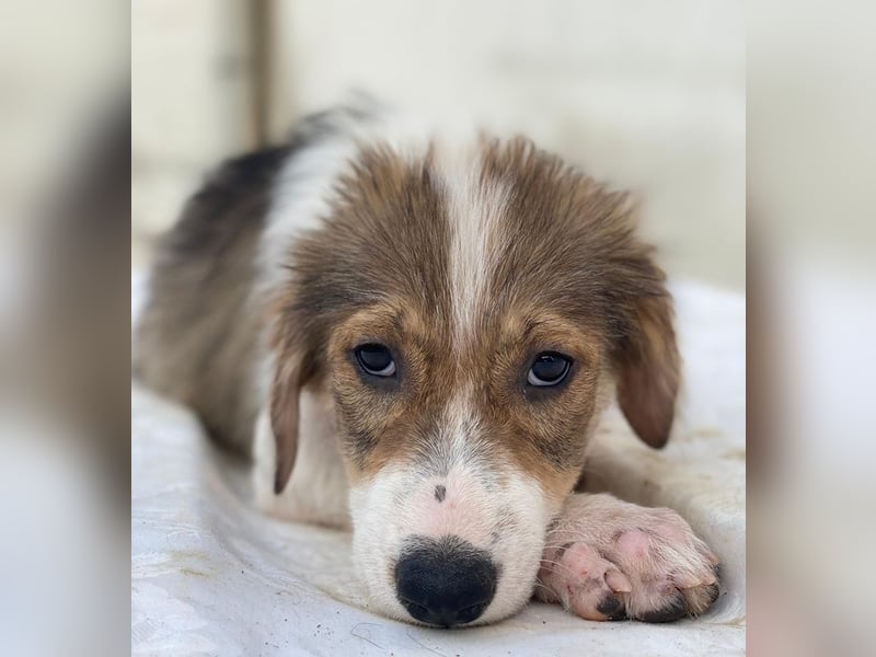 Niva, geb. ca. 05/2025, lebt in GRIECHENLAND, im städt. Tierheim Serres