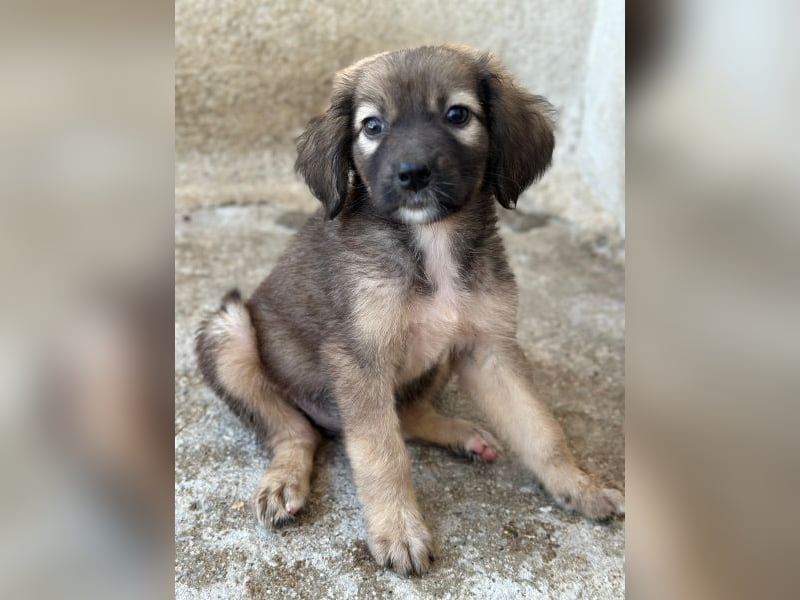 Harissa, geb. ca. 05/2026, lebt in GRIECHENLAND, im städt. Tierheim Serres