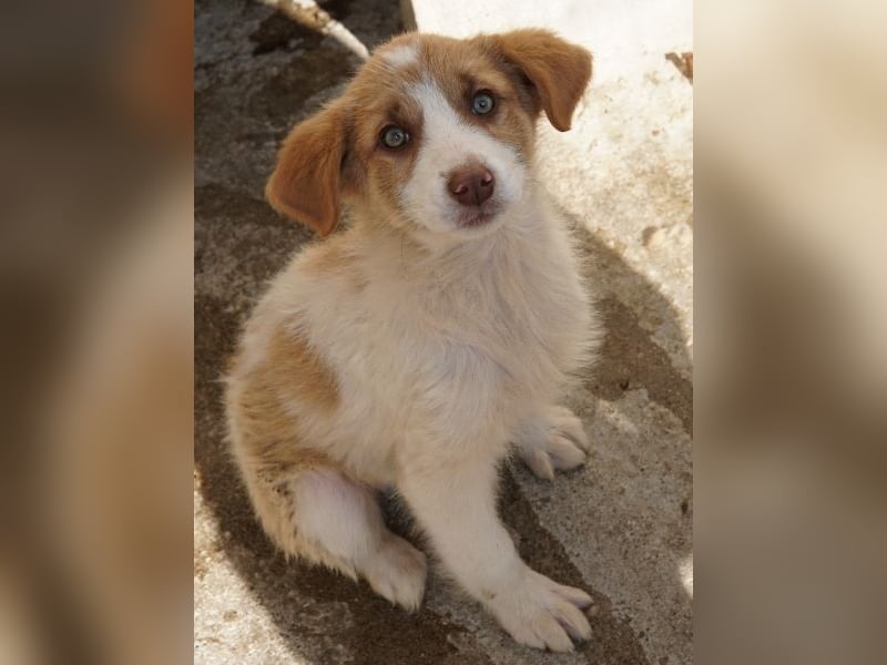 Josefine, geb. ca. 12/2025, lebt in GRIECHENLAND, im städt. Tierheim Serres