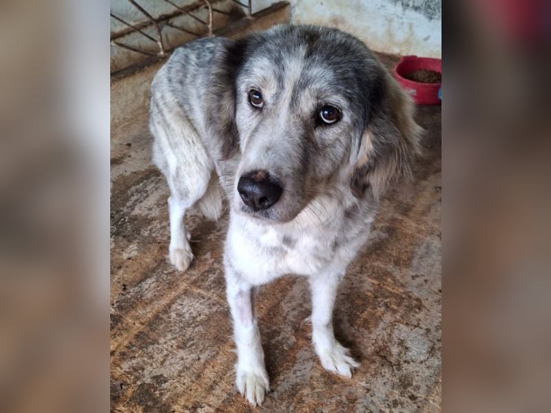 Taika, geb. ca. 07/2024, lebt in GRIECHENLAND, auf einer privaten Pflegestelle