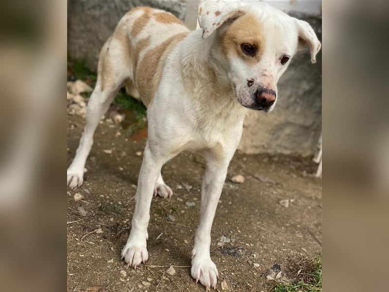 Lono, geb. ca. 06/2020, lebt in GRIECHENLAND, auf einer privaten Pflegestelle