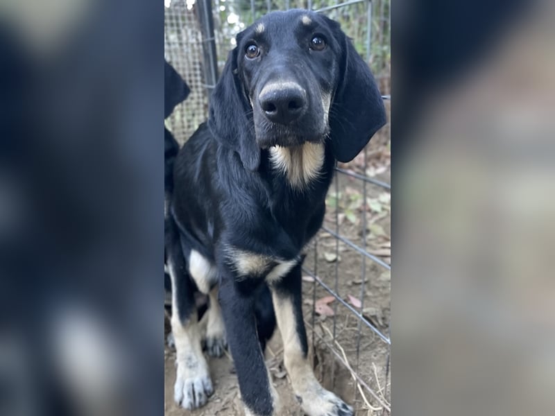 Blueberry, geb. ca. 06/2023, lebt in GRIECHENLAND, auf einer privaten Pflegestelle