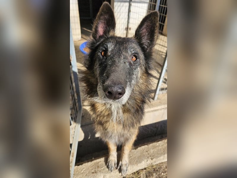 Faxe, geb. ca. 11/2017, lebt in GRIECHENLAND, im städt. Tierheim Serres