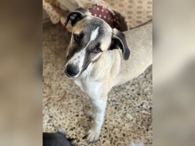 Mia-Melina, geb. ca. 02/2025, lebt in GRIECHENLAND, auf einer privaten Pflegestelle