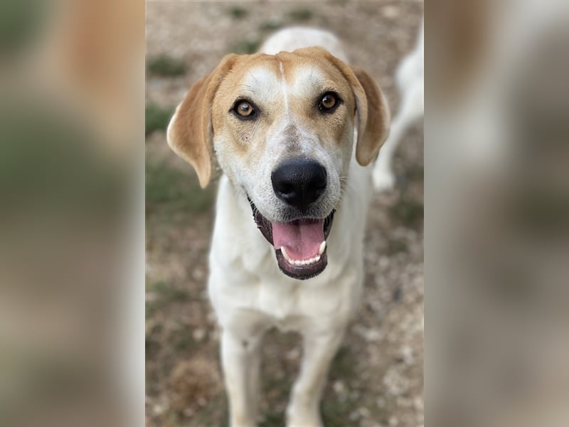 Roxi, geb. ca. 11/2022, lebt in GRIECHENLAND, im städt. Tierheim Serres