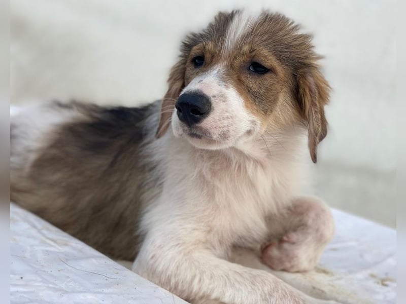 Niva, geb. ca. 05/2025, lebt in GRIECHENLAND, im städt. Tierheim Serres