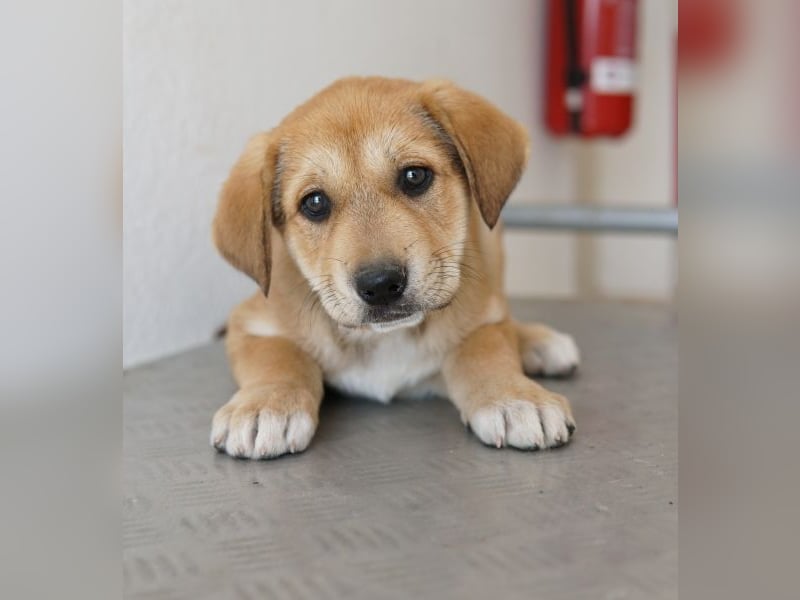 Krissy, geb. ca. 12/2025, lebt in GRIECHENLAND, auf einer privaten Pflegestelle