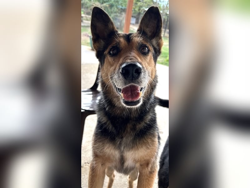 Flash, geb. ca. 09/2017, lebt in GRIECHENLAND, auf einer privaten Pflegestelle