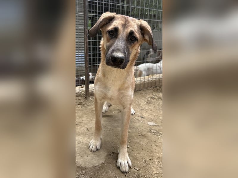 Heraya, geb. ca. 02/2025, lebt in GRIECHENLAND, auf einer privaten Pflegestelle