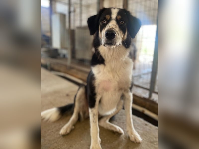 Xanda, geb. ca. 03/2023, lebt in GRIECHENLAND, im städt. Tierheim Serres