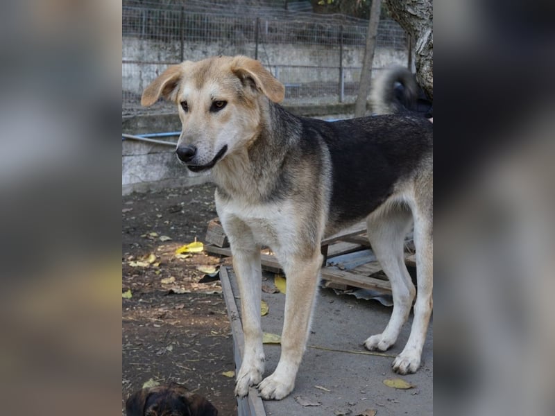 Ciri, geb. ca. 05/2024, lebt in GRIECHENLAND, im städt. Tierheim Serres