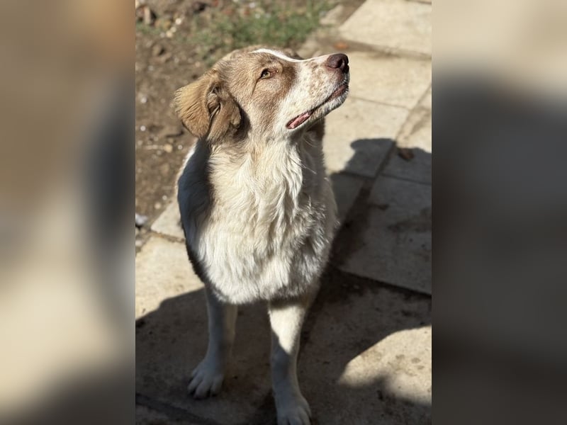 Liona, geb. ca. 12/2024, lebt in GRIECHENLAND, auf einem Gelände, auf dem die Hunde notdürftig verso