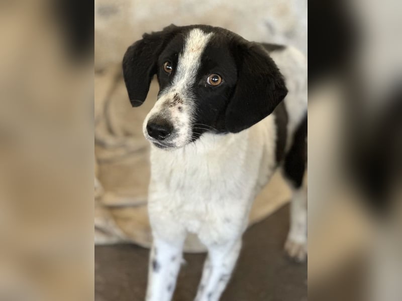 Amora, geb. ca. 03/2024, lebt in GRIECHENLAND, auf einer privaten Pflegestelle