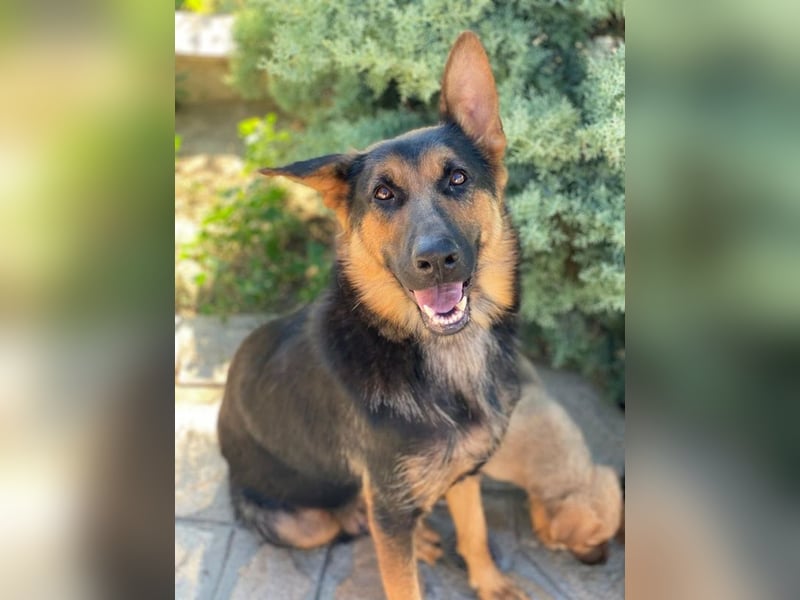 Malta, geb. ca. 07/2024, lebt in GRIECHENLAND, auf einer privaten Pflegestelle