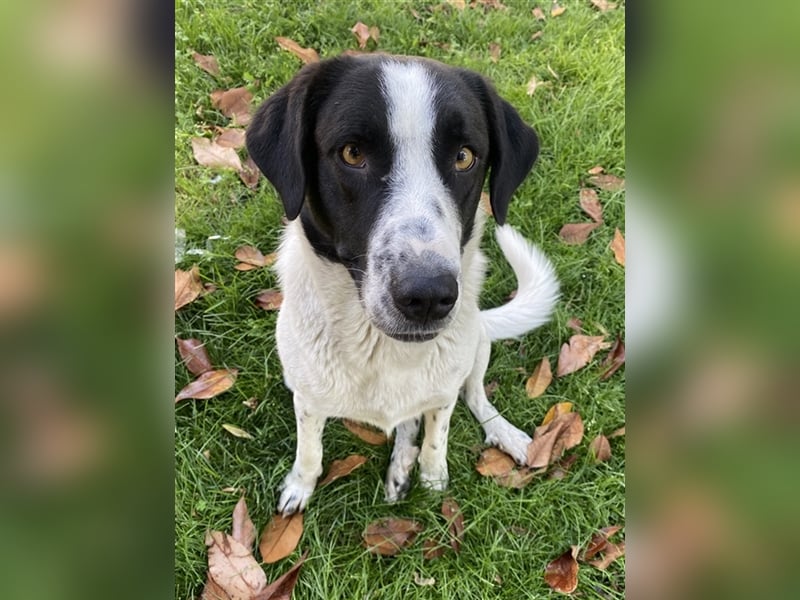 Penny, geb. ca. 05/2023, lebt in GRIECHENLAND, im städt. Tierheim Serres