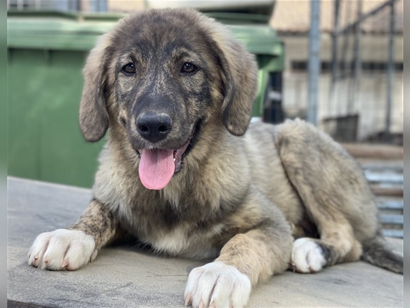 Amelie, geb. ca. 02/2024, lebt in GRIECHENLAND, im städt. Tierheim Serres