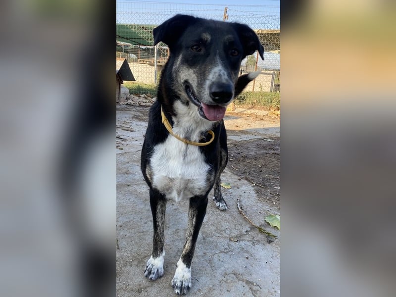 Mareen, geb. 12/2017, lebt in GRIECHENLAND, im städt. Tierheim Serres