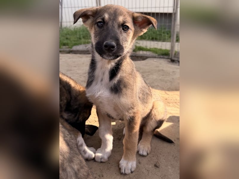 Goudy, geb. ca. 12/25, lebt in GRIECHENLAND, auf einer privaten Pflegestelle