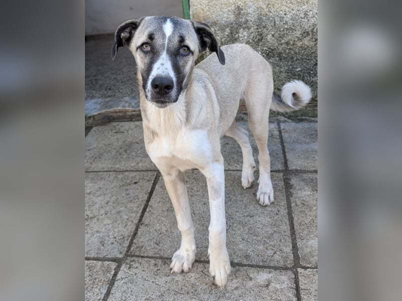 Mia-Melina, geb. ca. 02/2025, lebt in GRIECHENLAND, auf einer privaten Pflegestelle