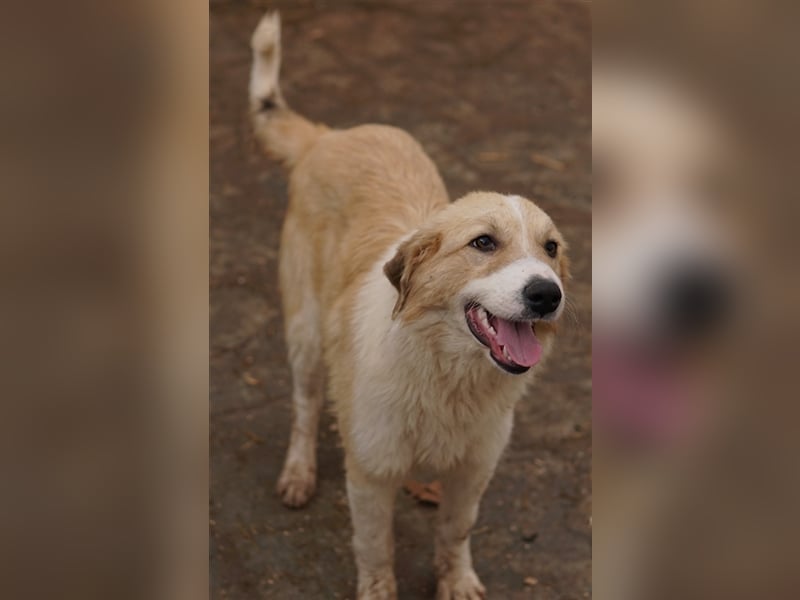 Alrakis, geb. ca. 07/2023, lebt in GRIECHENLAND, auf einer privaten Pflegestelle